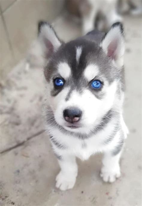 If you are interested in meeting one or our pets please complete an adoption application at saveastray. . Husky puppies for sale near me under 500